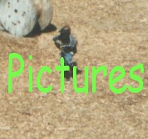 pictures